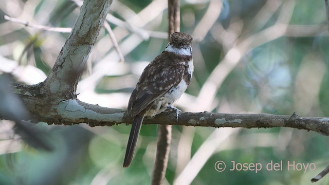 Russet-throated Puffbird - ML533574521