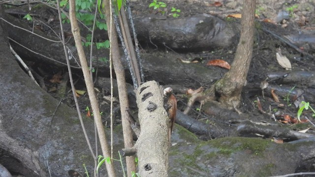 Long-billed Woodcreeper - ML533574531