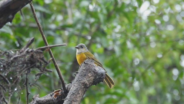 Gray-headed Tanager - ML533574631