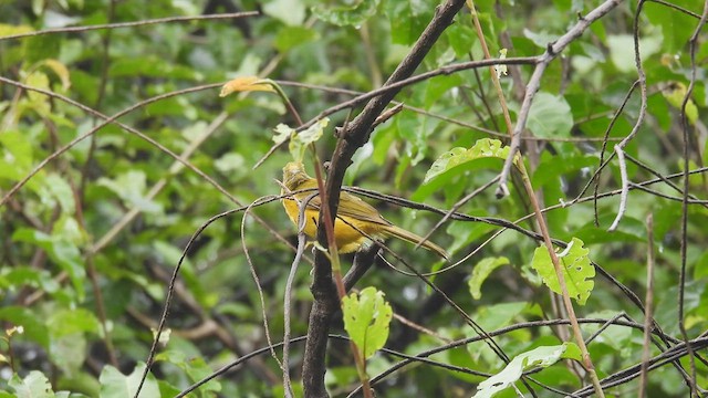 Gray-headed Tanager - ML533574641