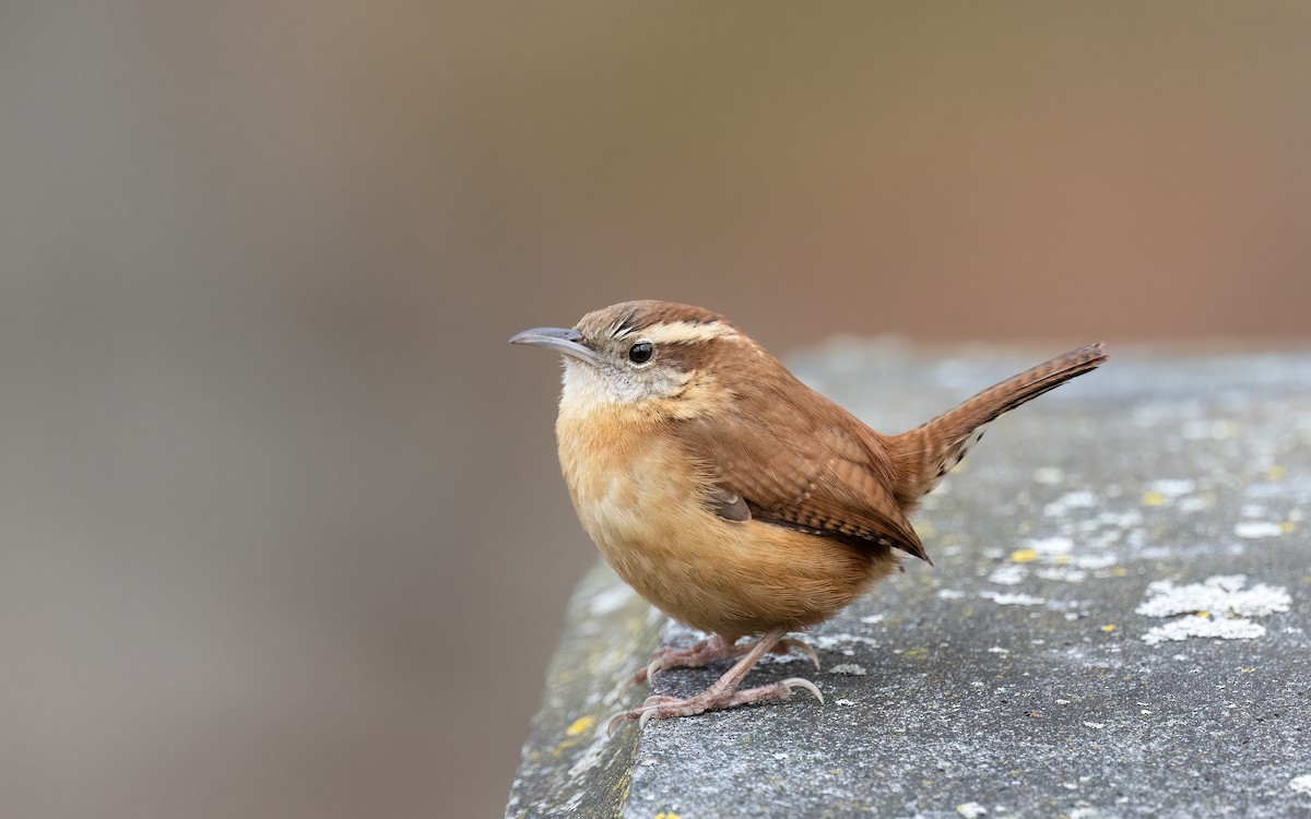 Carolina Wren - ML533575331