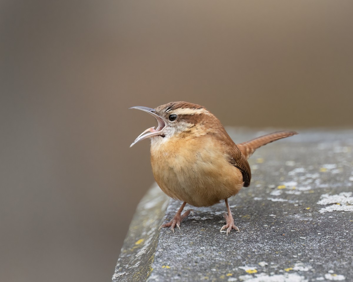 Carolina Wren - ML533575351