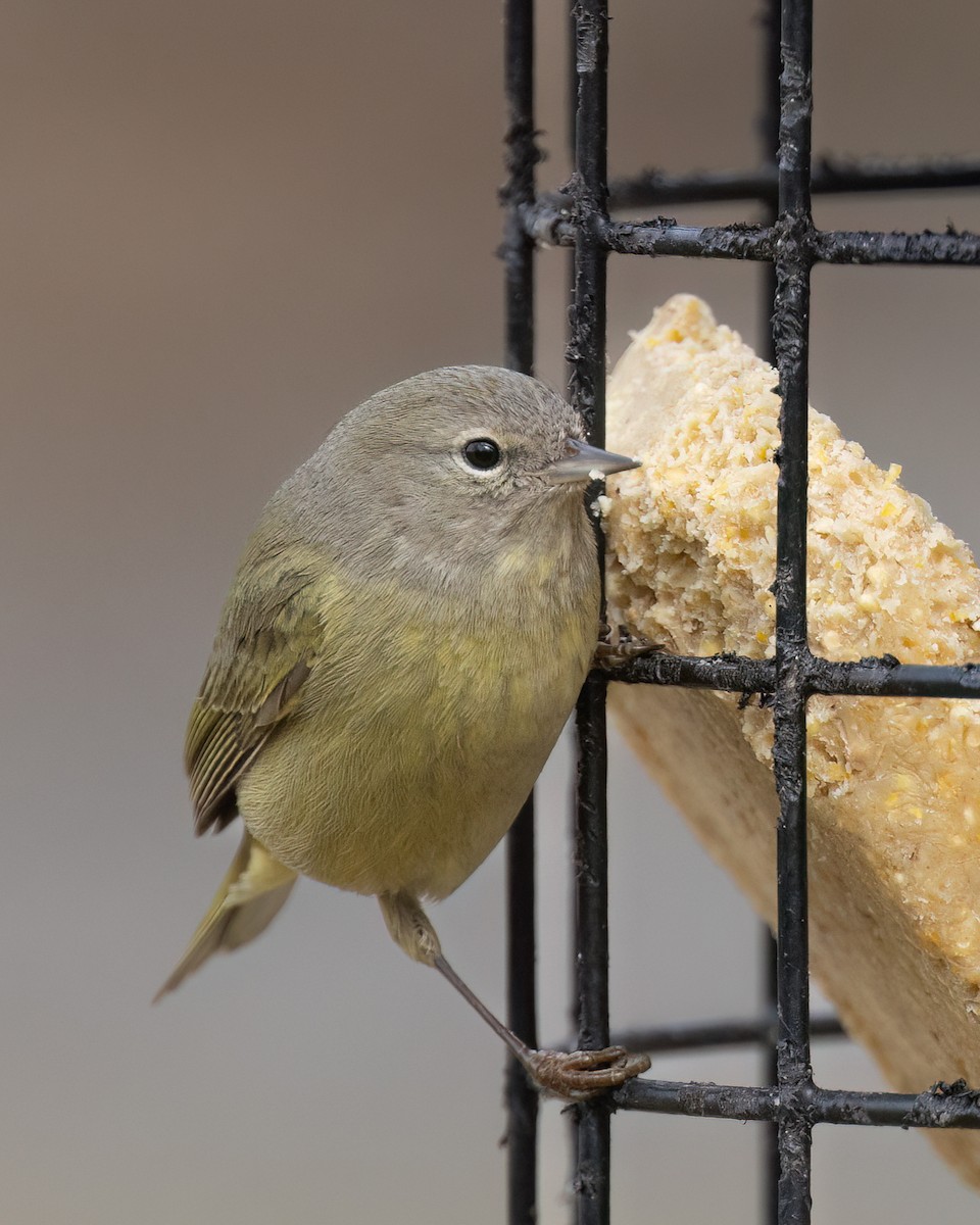 Orange-crowned Warbler - ML533575371