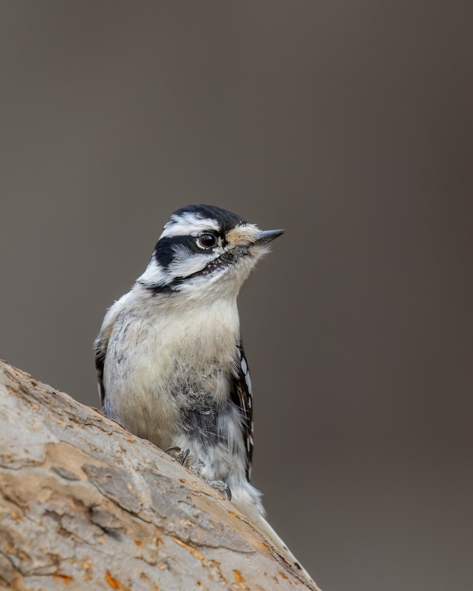 Downy Woodpecker - ML533575411