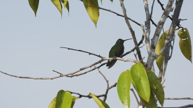 Зелёнохвостый колибри - ML533576091
