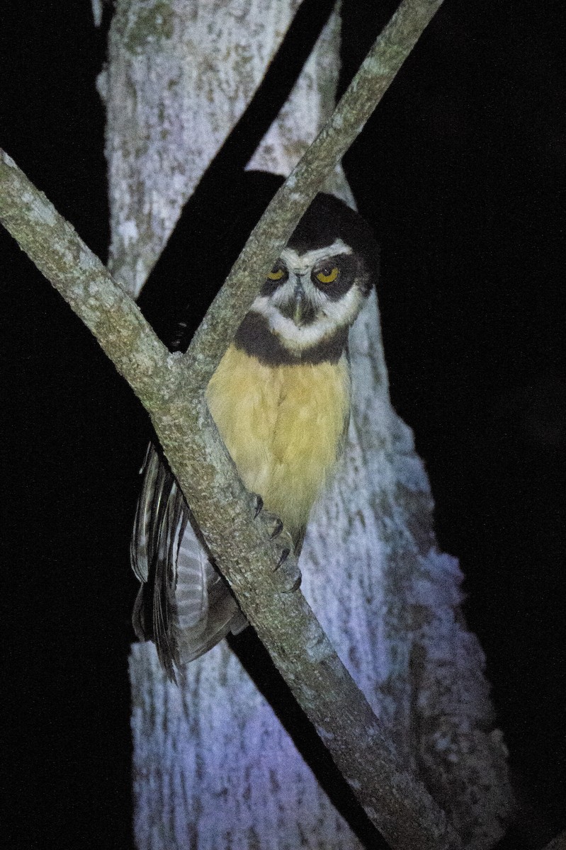 Spectacled Owl - ML533576871