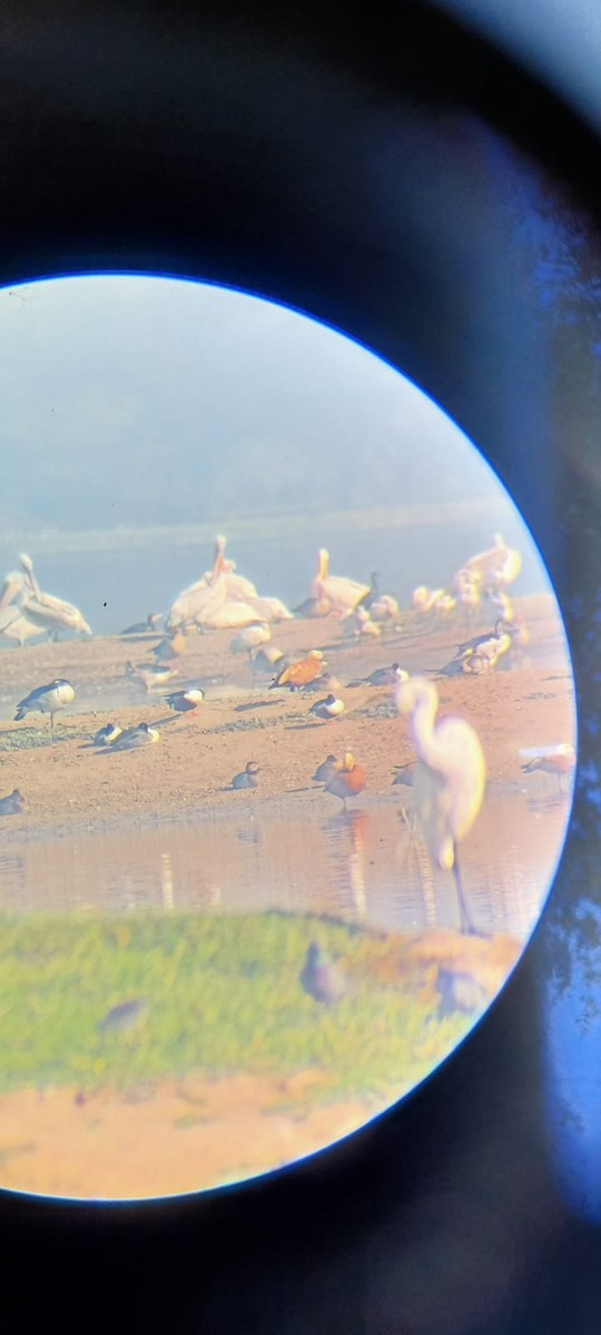 Ruddy Shelduck - ML533577991