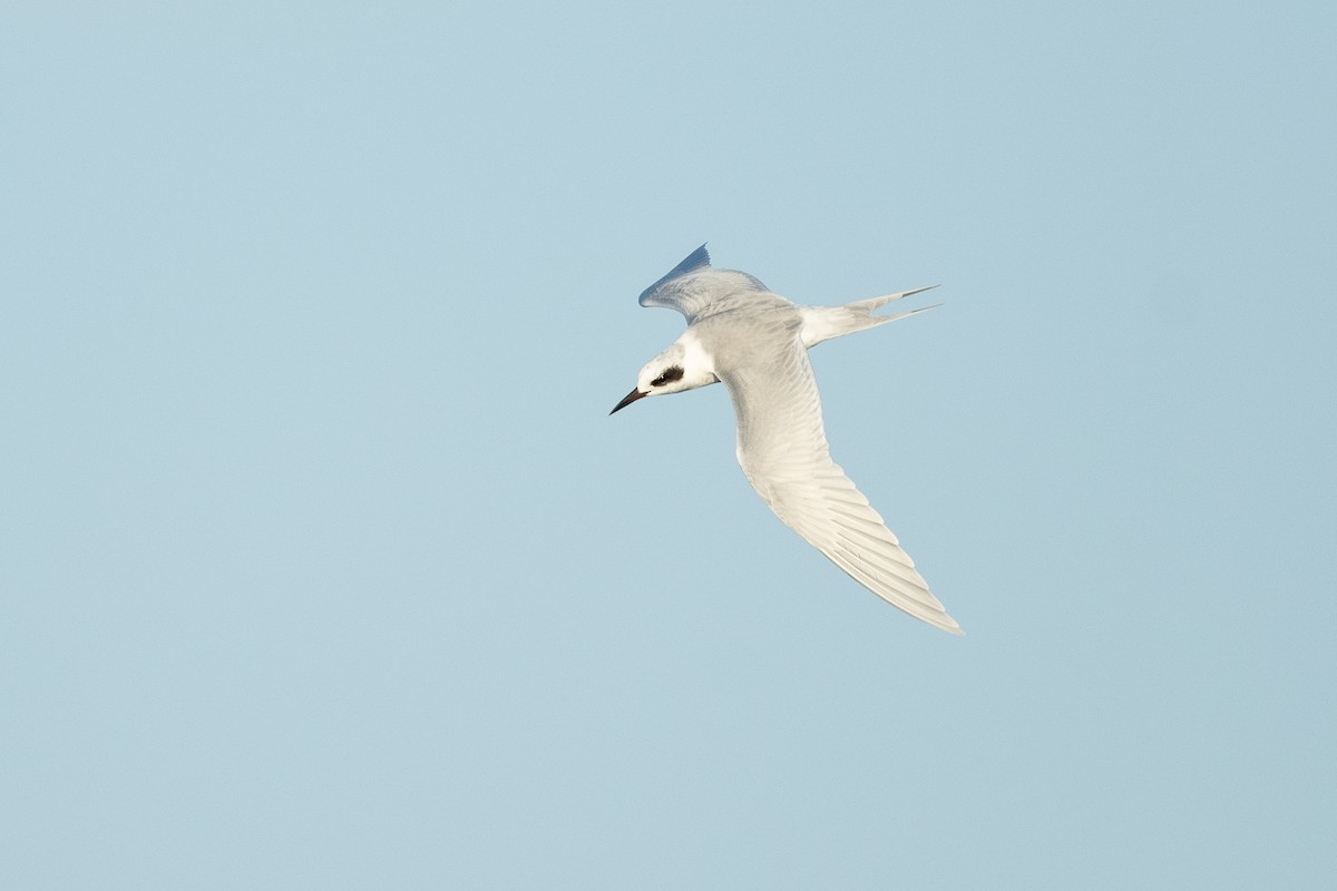 Forster's Tern - ML533579441