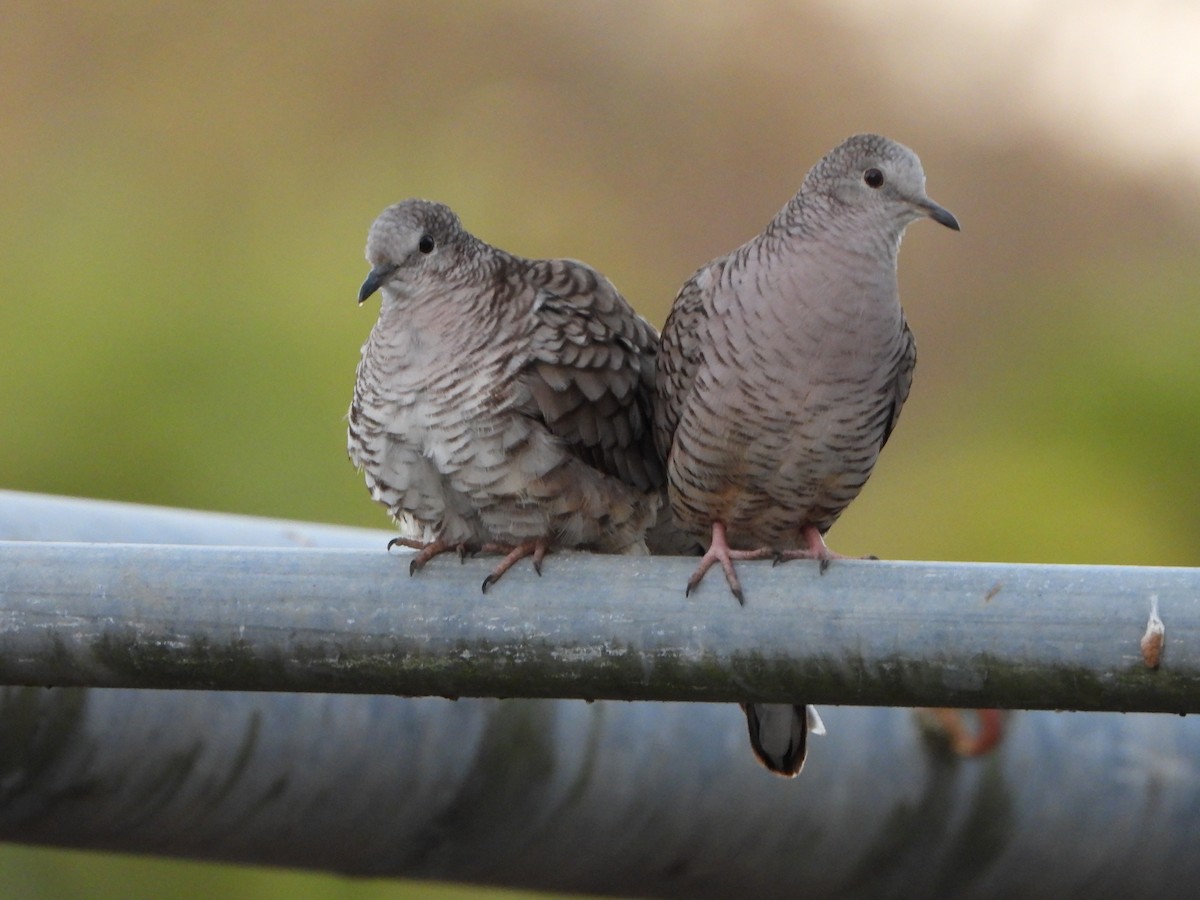 Ruddy Ground Dove - ML533579761