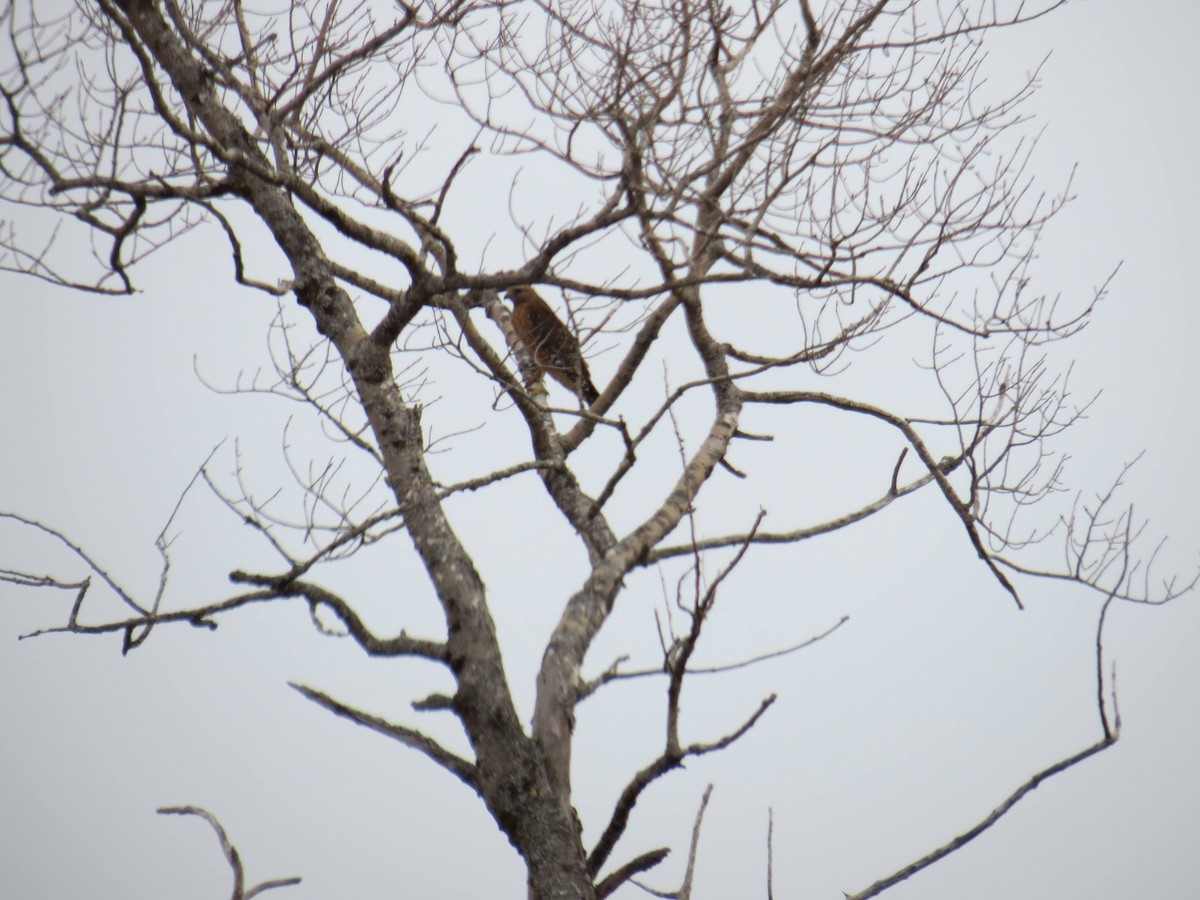 Red-shouldered Hawk - ML533580011