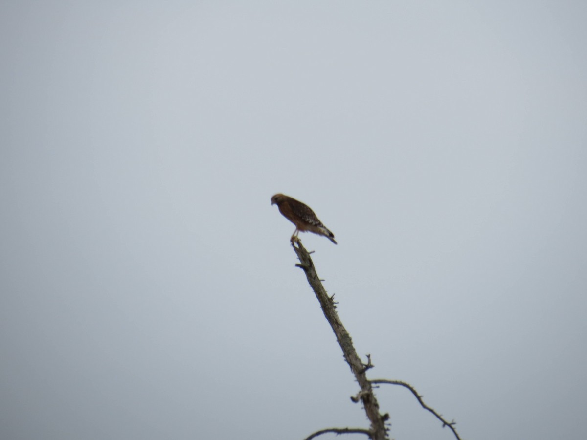 Red-shouldered Hawk - ML533580031