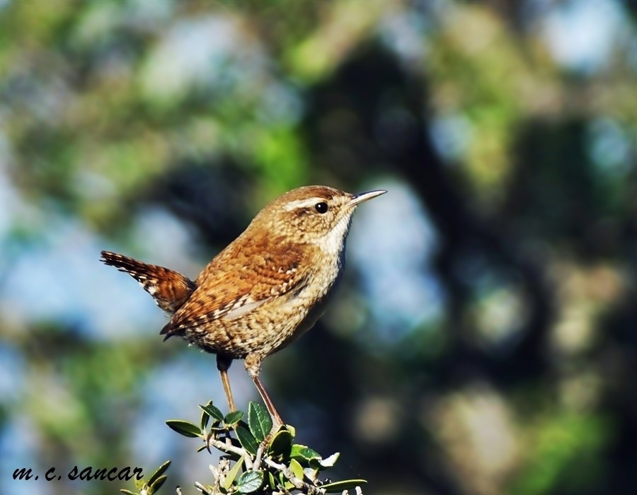 Eurasian Wren - ML533580471