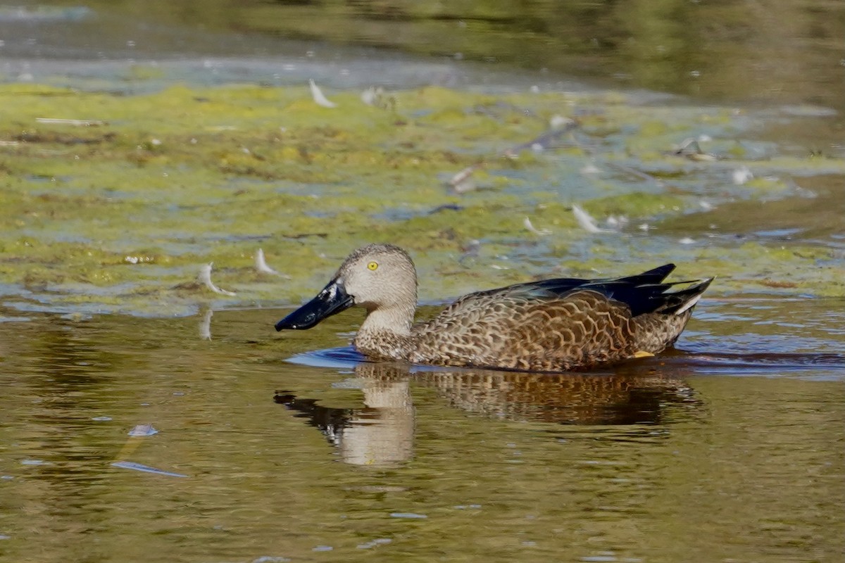 Cape Shoveler - ML533580481