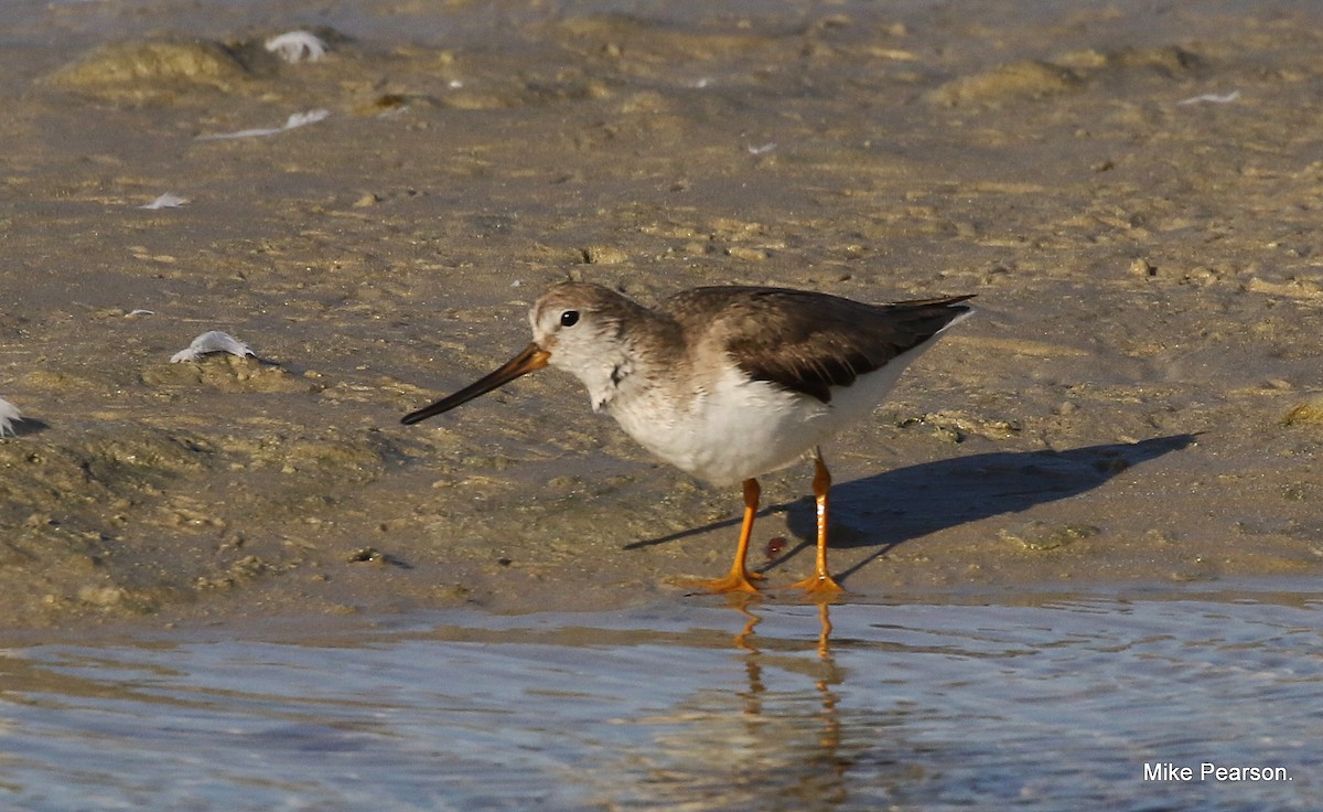 Terek Sandpiper - Mike Pearson