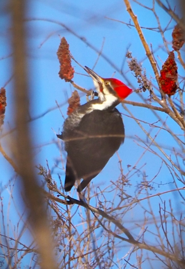 Pileated Woodpecker - ML533581991