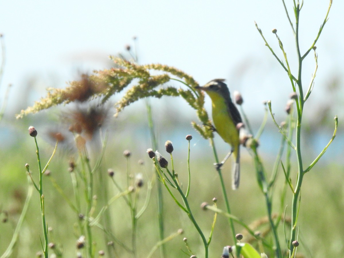 Crested Doradito - ML533582051