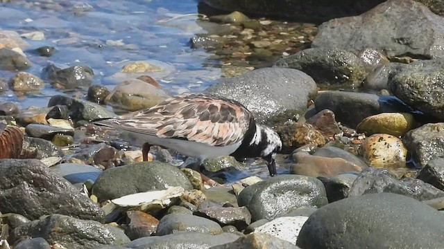 Ruddy Turnstone - ML533584331