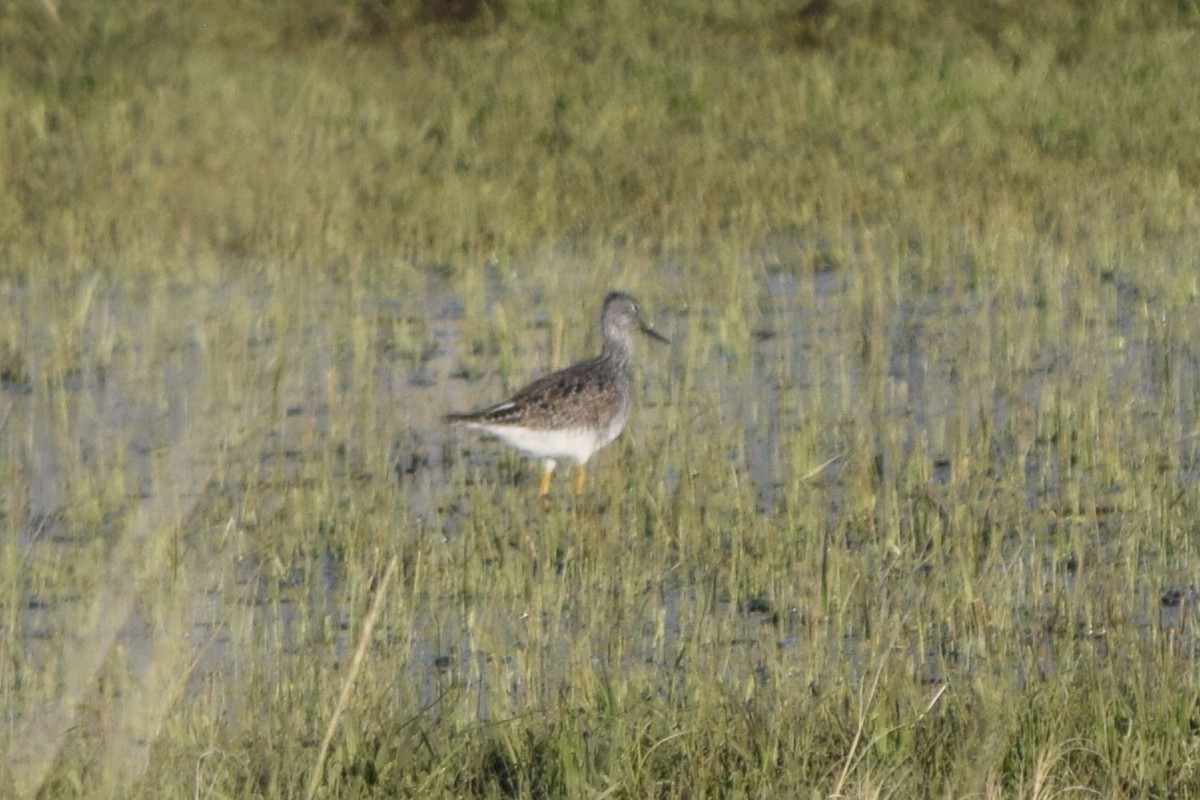 Greater Yellowlegs - ML53358491