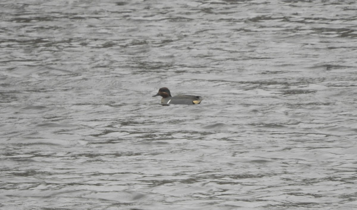 Green-winged Teal - ML533586911