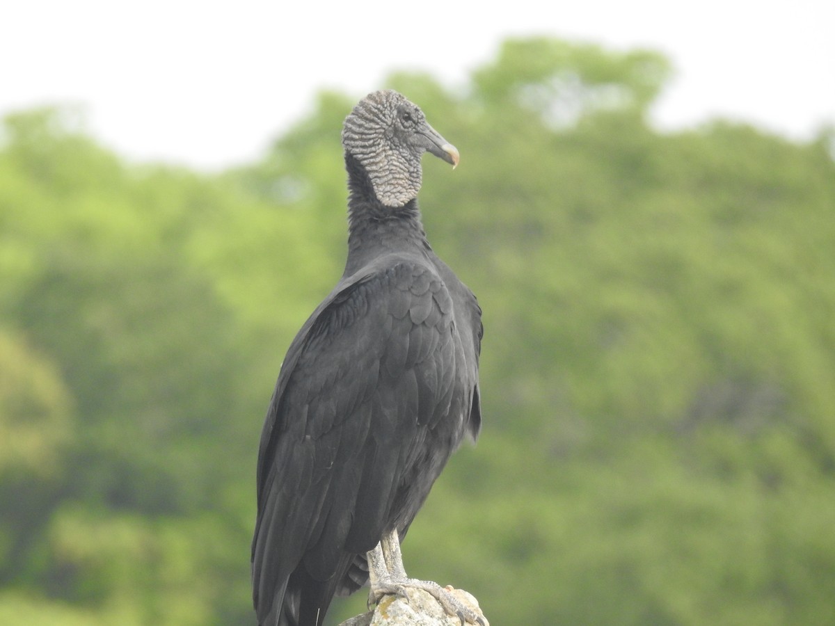 Black Vulture - ML533587011