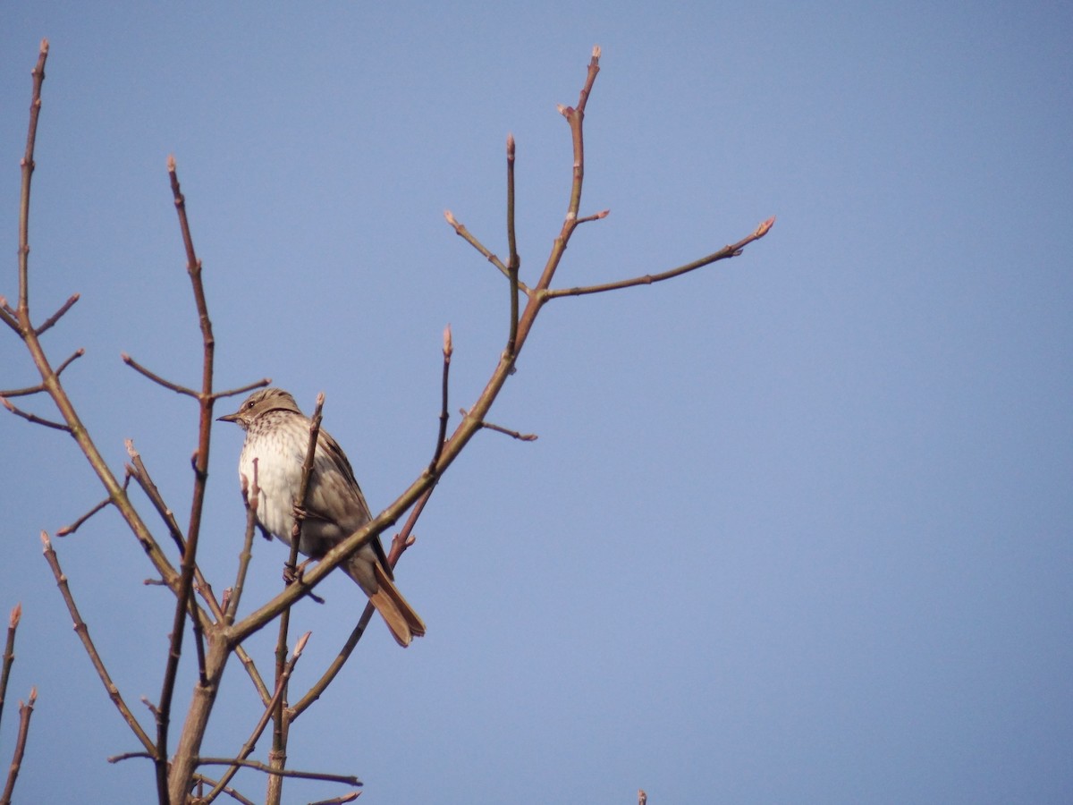 Black-throated Thrush - ML533588081