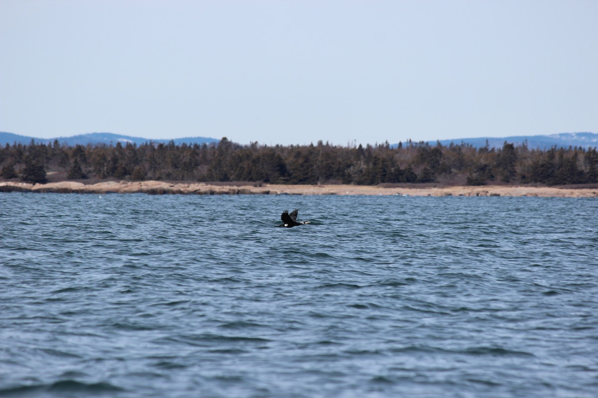 Great Cormorant - ML533588101