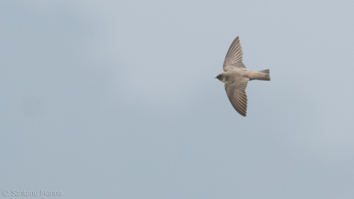 Eurasian Crag-Martin - ML533588741