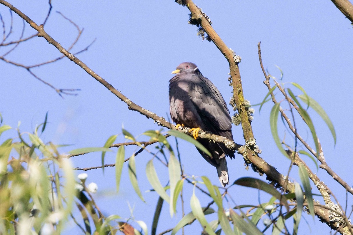Band-tailed Pigeon - ML533590061
