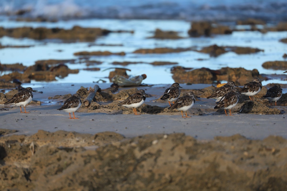 Ruddy Turnstone - ML533591241