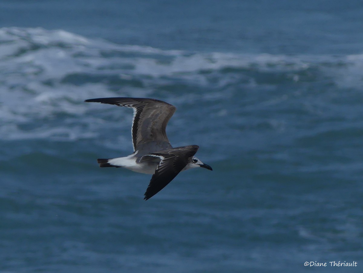 Laughing Gull - ML53359131