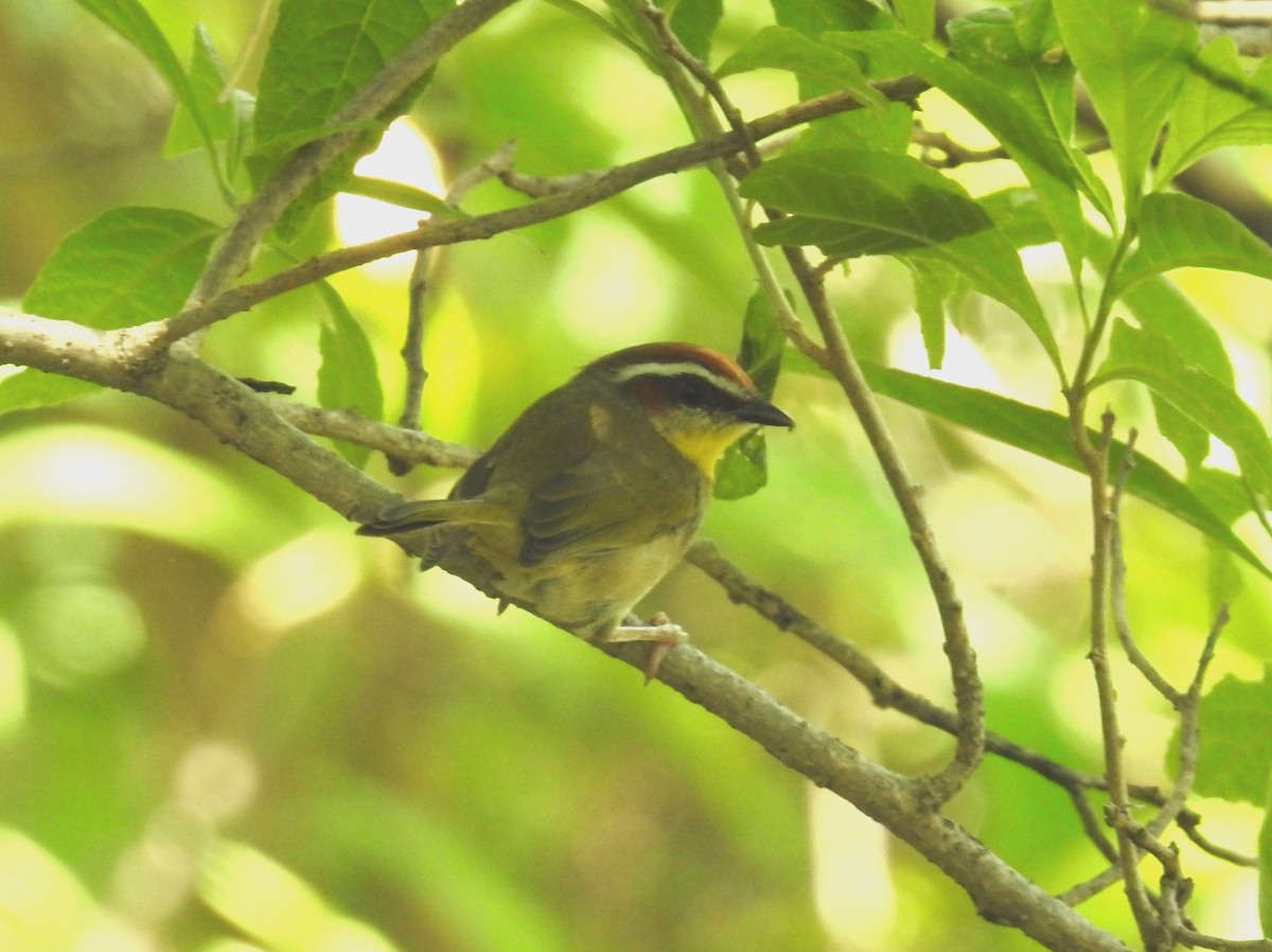 Rufous-capped Warbler - ML533592101