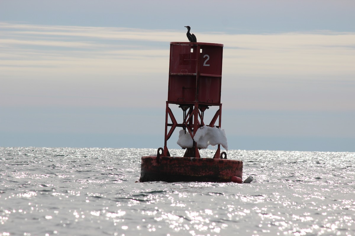 Great Cormorant - ML533592591