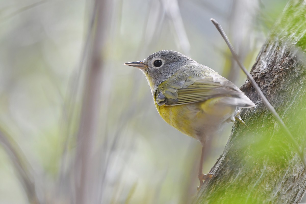 Nashville Warbler - ML533593961