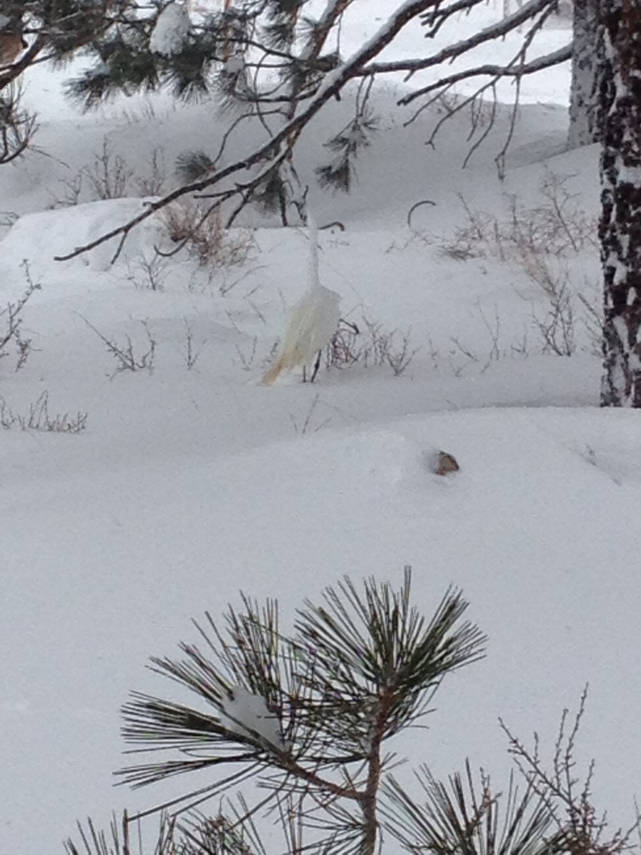 Snowy Egret - ML53359531