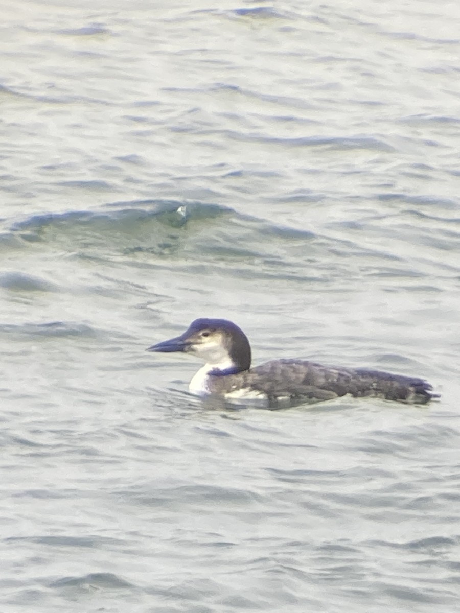 Common Loon - ML533595921