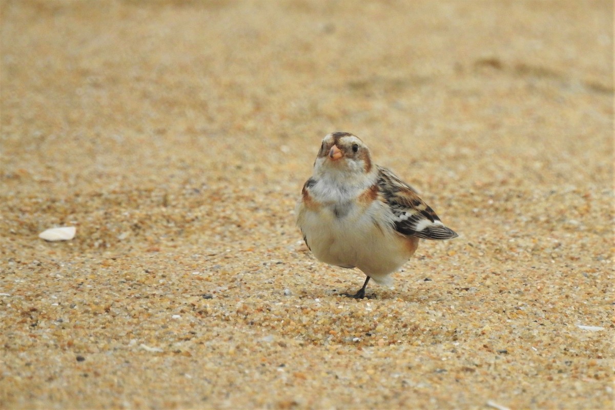 Snow Bunting - David  Clark