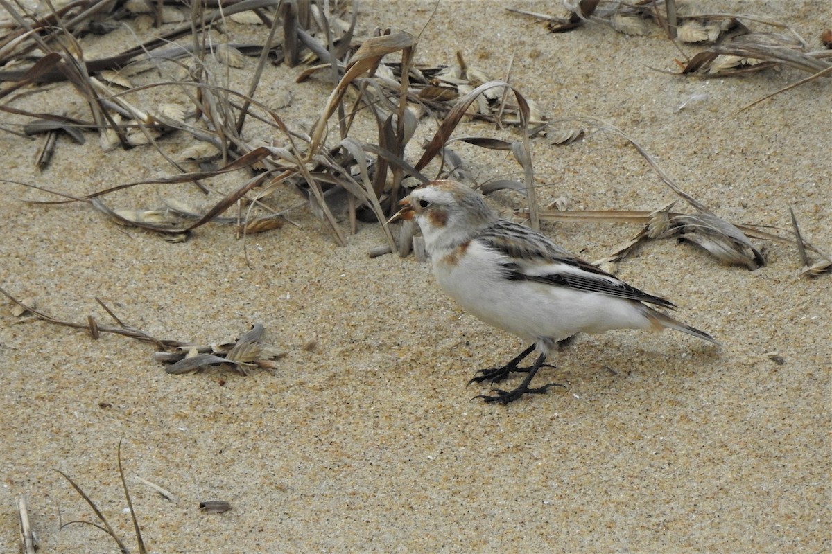 Snow Bunting - David  Clark