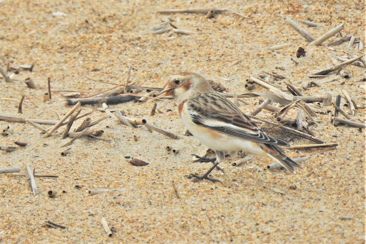 Snow Bunting - ML533596601