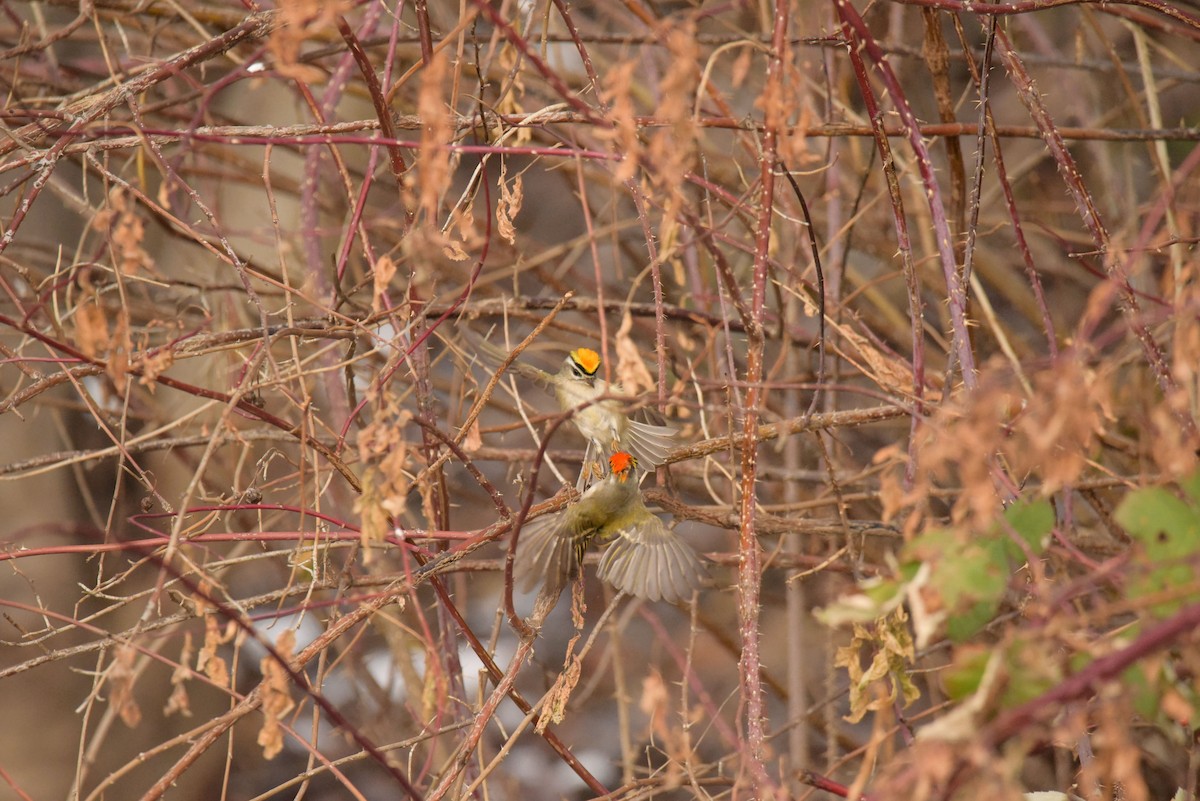 Golden-crowned Kinglet - ML533597021