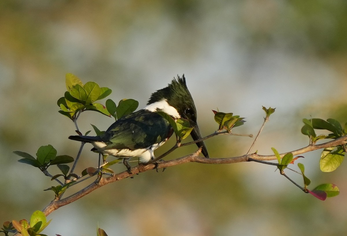 Martin-pêcheur d'Amazonie - ML533597101