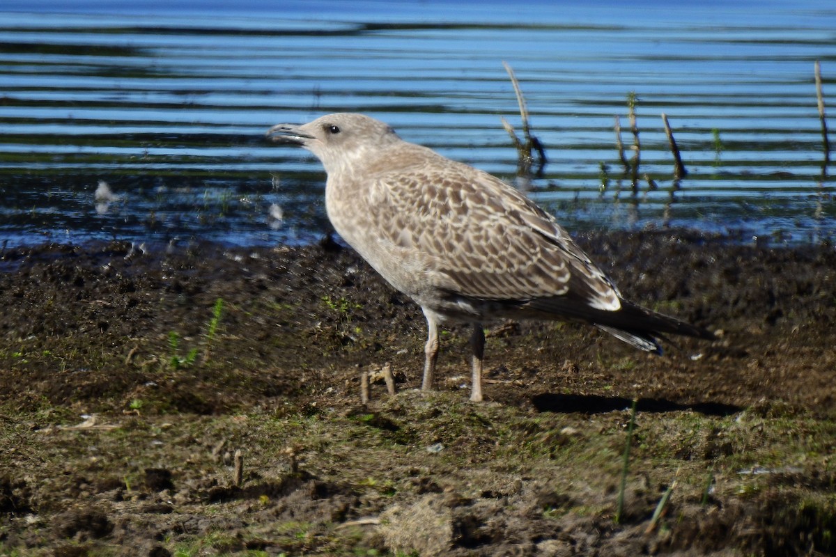 Kelp Gull - ML533597201