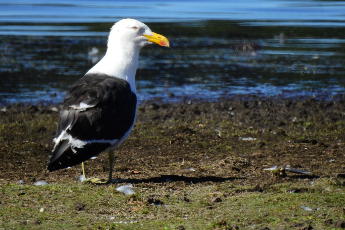 Gaviota Cocinera - ML533597211