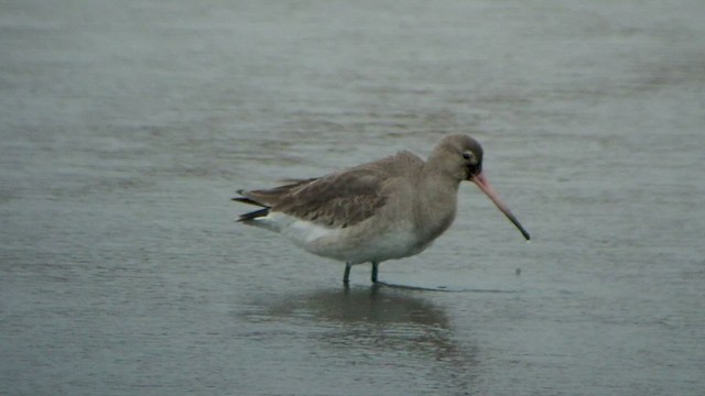 Black-tailed Godwit - ML533597741