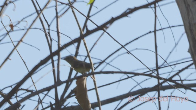 Mouse-colored Tyrannulet (Northern) - ML533598171