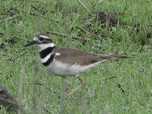 Killdeer - ML533599291