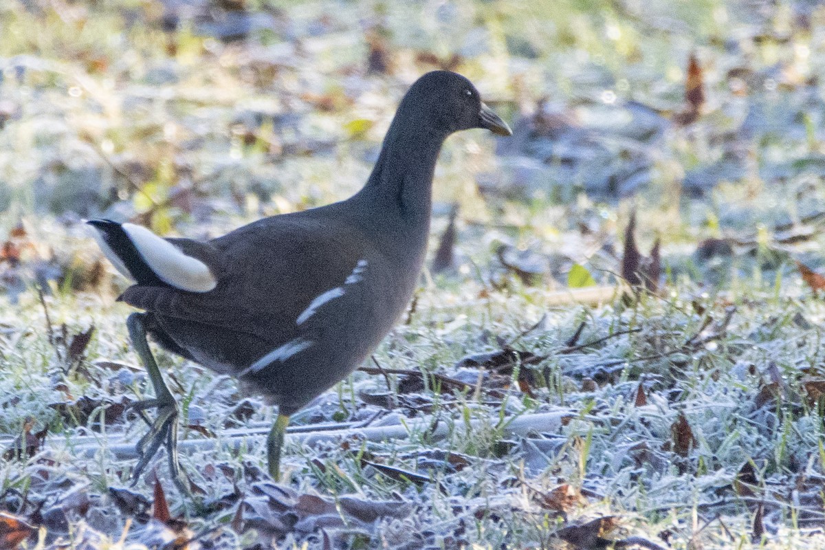 Gallinella d'acqua - ML533601051