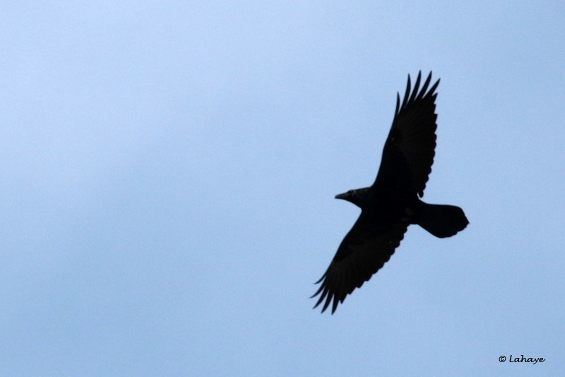 Common Raven - CELINE LAHAYE