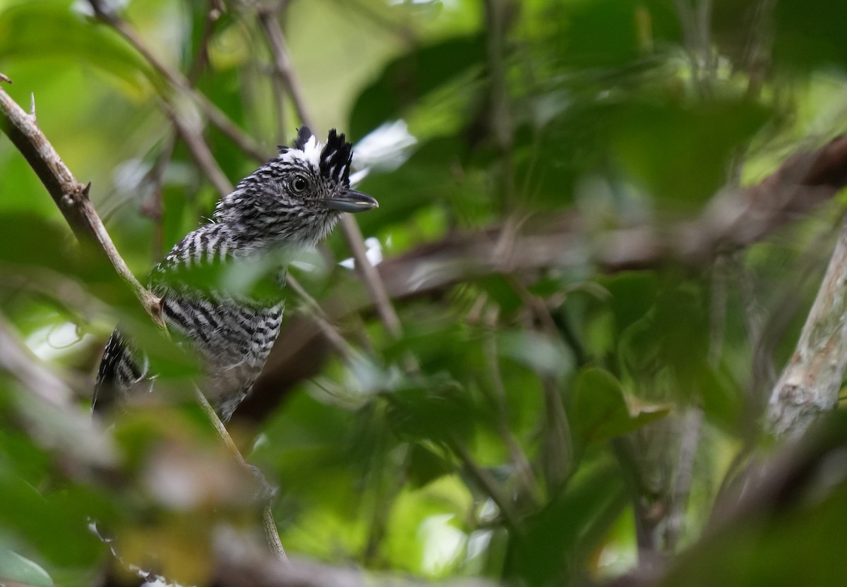 Barred Antshrike - Andy Bankert