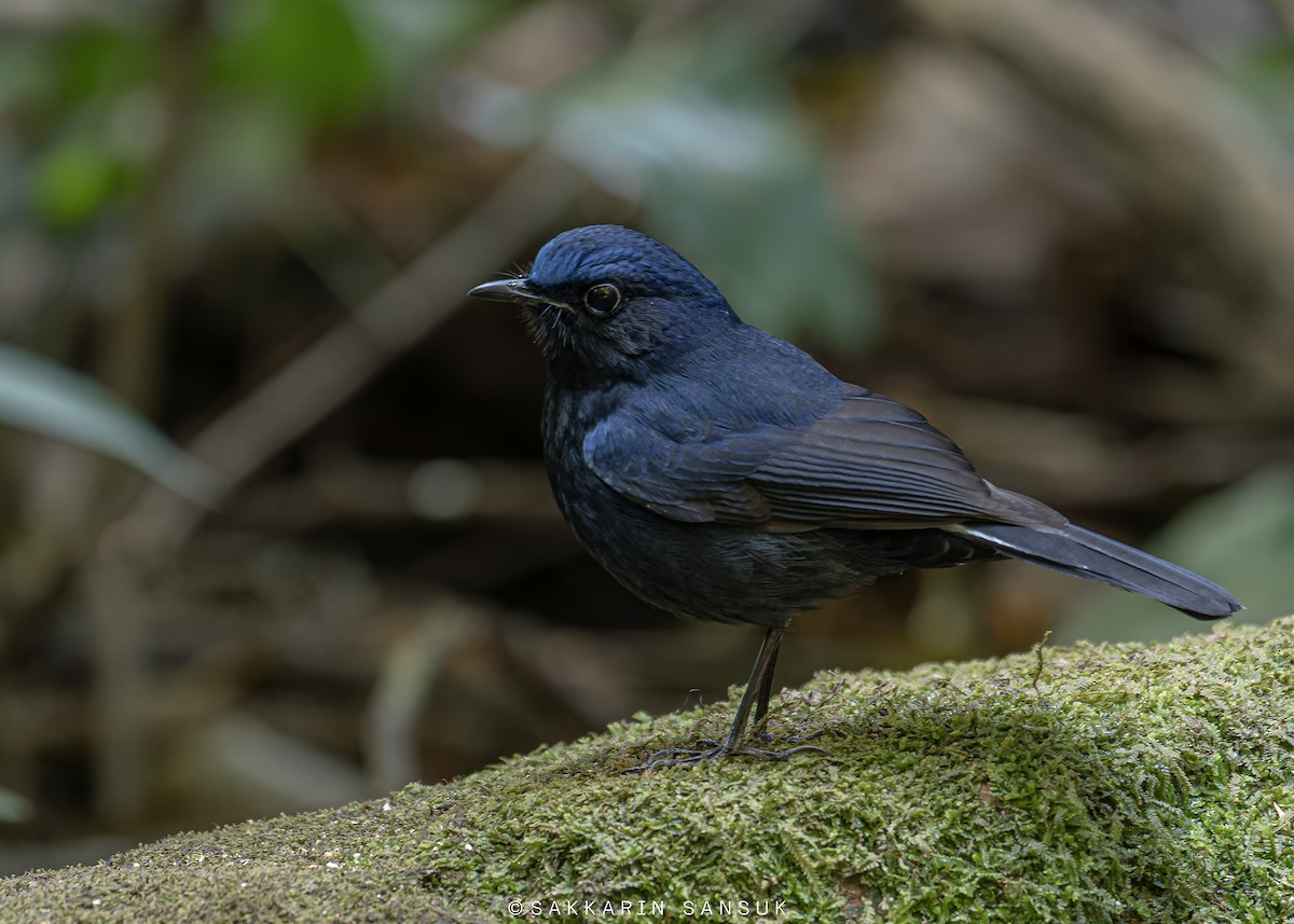 White-tailed Robin (White-tailed) - Sakkarin Sansuk