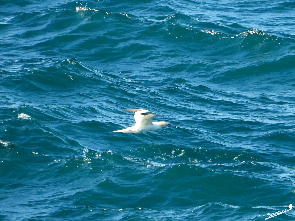 Northern Gannet - ML533602581